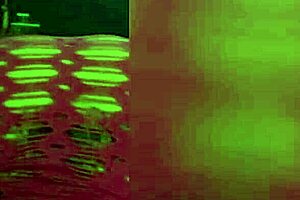 I suck black dick as a single cougar milf