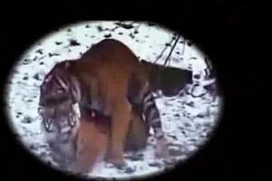 daniela, show your lingerie memory?