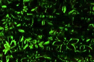 big juicy milf ass drilled hard by younger guy