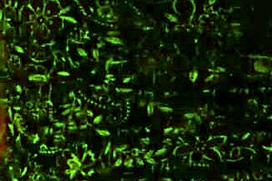 big juicy milf ass drilled hard by younger guy