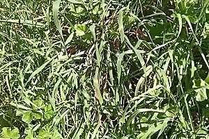 i'm in the meadow with gretala, she's so excited and squirted