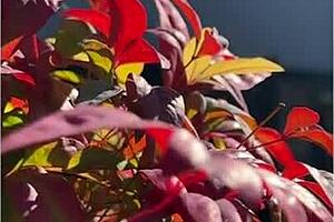 i'm the brunette student fucking my professor