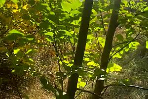 Milfycalla Feels Intense Pleasure in Outdoor Fishing Spot with Dirty Talk and Blowjob