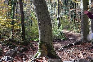 red riding hood's granny plays with her dildo 😜