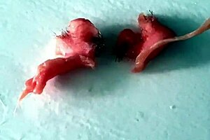 Hot girl uses the services of a master of depilation