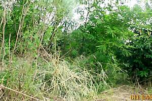 A sexy lady gets fucked in the wood