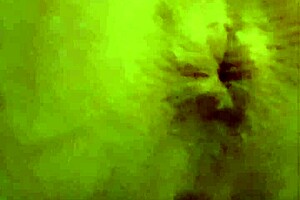Pissing and asshole winking action for leetdos - LeetDos