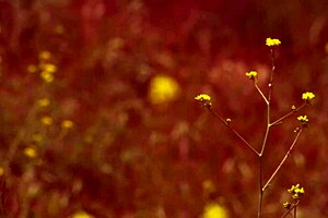 i watched black milf dee get fucked outdoors by seth dickens with his monster cock