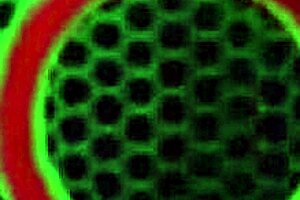 Sara Jay And Harmonie Dildo Fuck Each Other