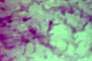 orgasmo santo - update 11 - 1000078034 - jun 27 2025