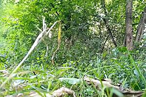 Look At Her Blonde Stepmom's Giant Sexy Boobs!