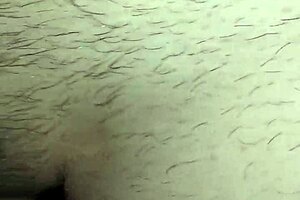 Fica pelosa features a pregnant italian milf in homemade setting