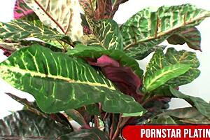 Brunette Imani Rose Drinks Cum After Sucking Fat Cock