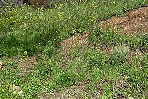 American tourist in Saudi Arabia meets sextoy dealer offering a second hand dildo.