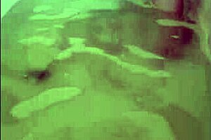 Milf Enjoys Solo Bath Orgasm 😍