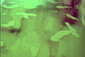 Milf Enjoys Solo Bath Orgasm 😍