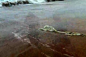 two pirates and sailors after shipwreck