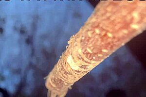 Having hardcore creampie sex with a cute witch bent over in the woods!