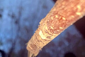 Having hardcore creampie sex with a cute witch bent over in the woods!