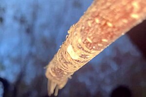 Having hardcore creampie sex with a cute witch bent over in the woods!