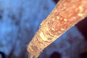 Having hardcore creampie sex with a cute witch bent over in the woods!