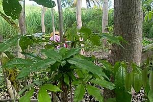 Dirty old decrepit man fucks his own busty stepdaughter in the jungle 😱