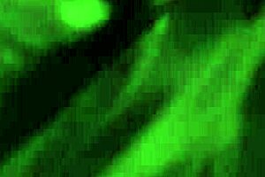 Bound and bred redheads bed