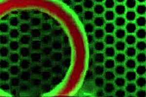 Why does goth bootylicious Sophie Dee pose with big ass and big clit?