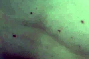 Whoa, couple's wild session with her sucking cock and humping till he cums on milf body 😈 full movie on sub page!