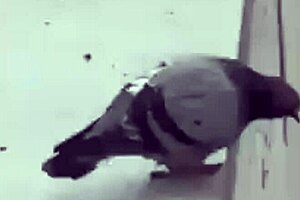 What Happens When Mexican Woman Misunderstands and Engages with Young Inexperienced Men in Tucamomos V?