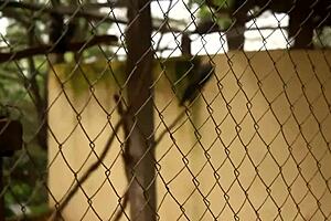 tourist fucks ebony milf in yaounde park publicly during african cup hardcore anal outdoors