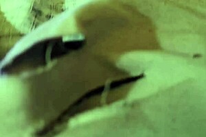 amateur bbw wife sandra turns job interview into hot heavy session with deepthroat action