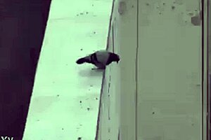 What Happens When Mexican Woman Misunderstands and Engages with Young Inexperienced Men in Tucamomos V?