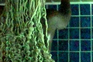 best couple sex with ebony milf big ass riding wet pussy on monster cock in homemade quickie 🔥