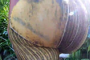 Whoa! Interracial Big Ass Bonanza With Ebony Big Booty Breyana & Pawg Ryan