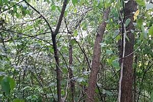 WILD LESBIAN ORGASM IN FOREST—PUBLIC PLEASURE EXPLODES!