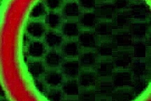 Curvy Karla Lane lesbian licks! 👅💦