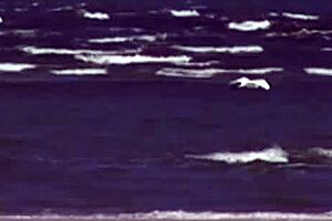 hey, check out this hot threesome on the beach... black mommy in stockings gets her shaved pussy fingered and assfucked doggystyle!