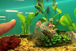 mary rock BENT OVER for BIG TITS MILF pool ANAL FINGERING