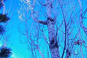 Brunette milf Eve Lawrence rides monster cock outdoors on snowy bed romp