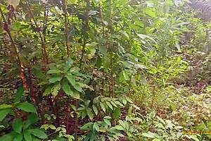 Can this ebony bbw stepmom handle bush pounding from monster black cock?