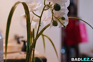 ebony cougar rams big tits milf with huge dildos nonstop!