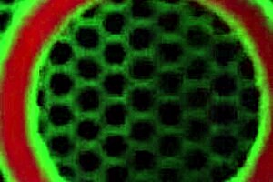 Karlee Grey's massive natural tits and wet pussy devoured in steamy lesbian licking frenzy!