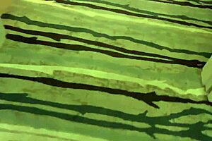 Jaylene Rio 😍 licked pounded by Rome Major's BBC 🥵